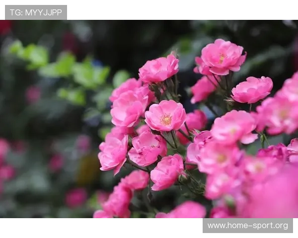 北京超高清视听盛宴 花开有时 共赏视界之美 北京超高清视听盛宴 花开有时 共赏视界之美